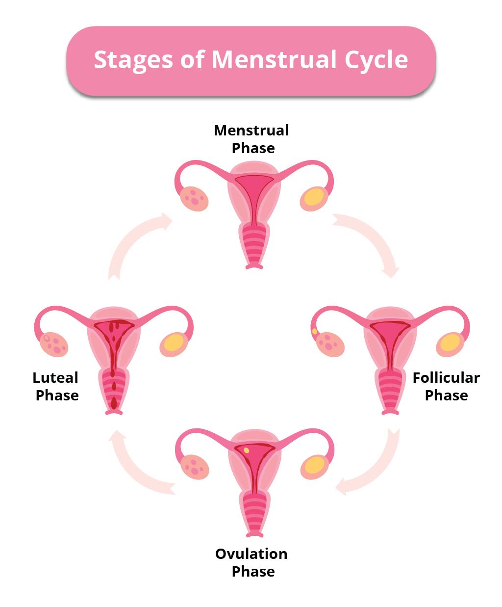 Understanding Your Menstrual Cycle